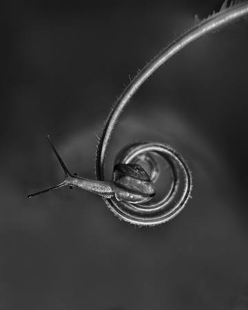 Twirl Dance