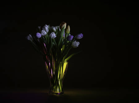 Glowing Tulips