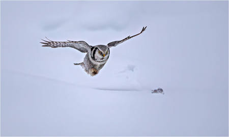 Hawk Owl After Prey