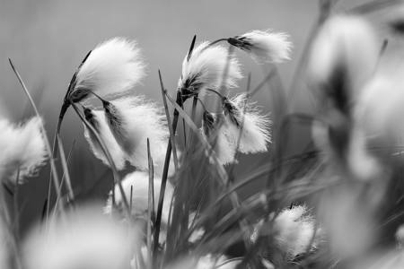 Whispers In The Wind