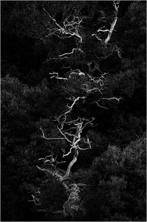 Veins Of The Forest