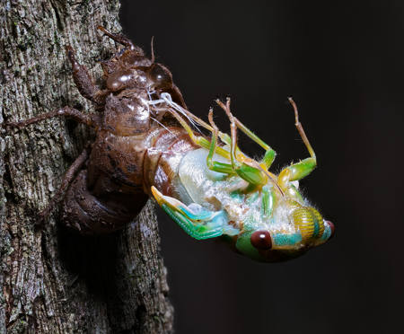Cicada New Stage