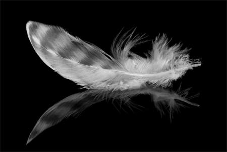 Feather