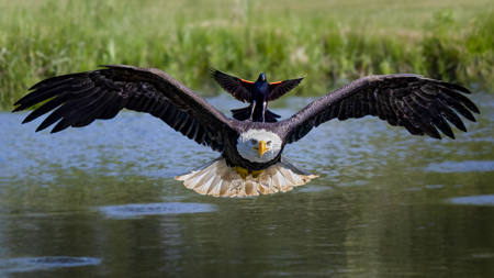 Bald Eagle Surfing
