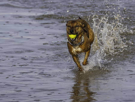 Chasing Balls