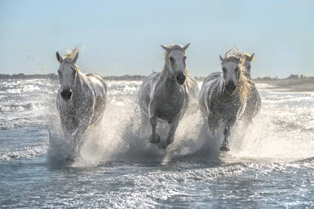Full Gallop