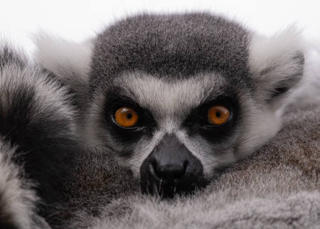 Lemur Stare