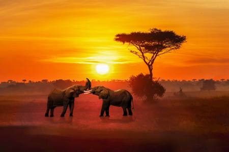 Golden Sunset Under The Acacia Tree