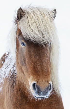 Snow Queen