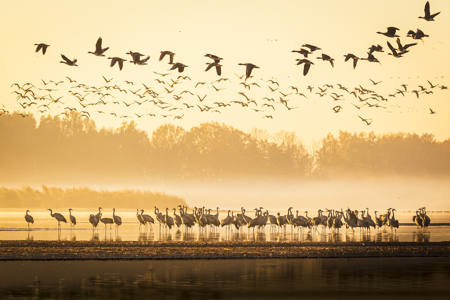 Birds In Autumn