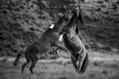 Wild Stallions Fighting