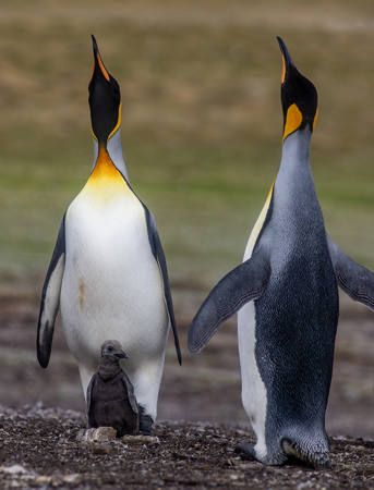 King Penguin With Chick 1