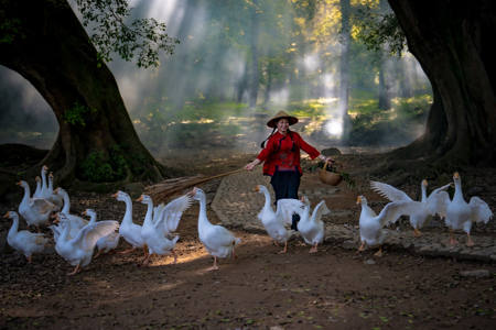 Rural Harmony