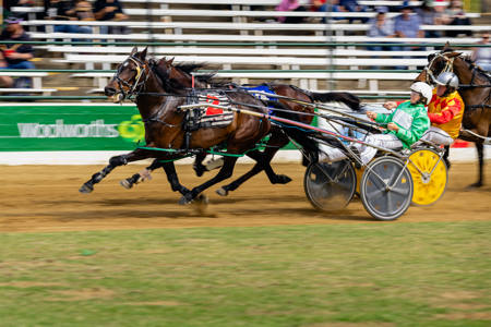 Harness Racing At The Ekka