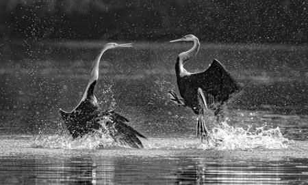 Angry Darters Fighting 7137