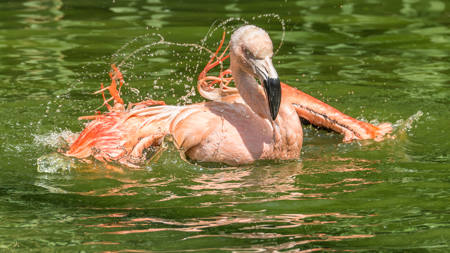 Juggling With Water