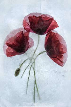 Poppies Trapped In Ice