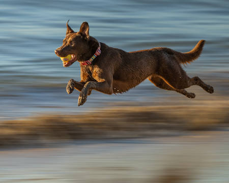 Go Kelpie