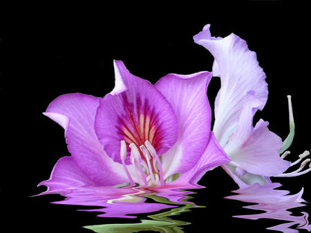 Liquified Orchid
