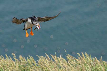 Puffin With Sand Eels