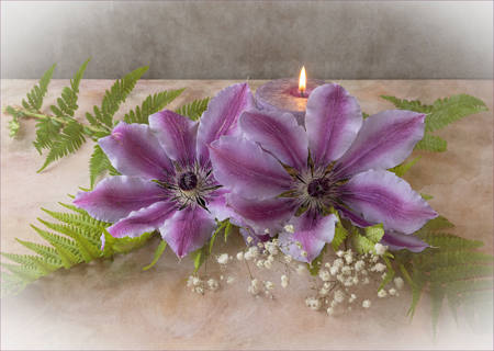 Clematis In The Candle Light