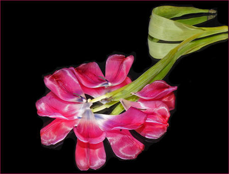 Collapsed Tulip