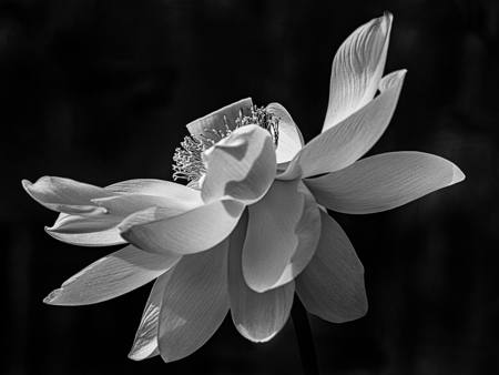 Floating Lily