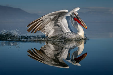 Dalmatian Pelican, Bow Wave