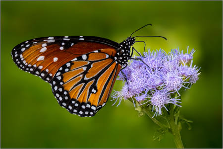 Monarch On Blue Mistflower