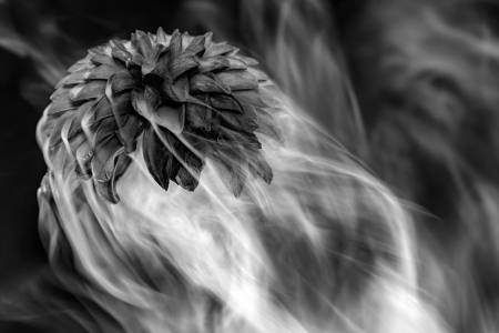 Transient Bloom
