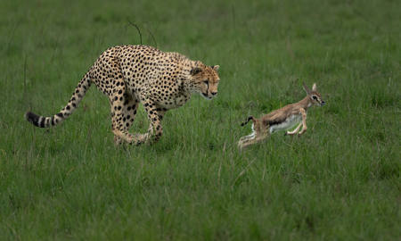 Cheetah Chases Gazelle