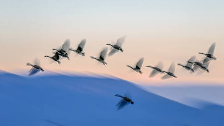 Flock Of Geese
