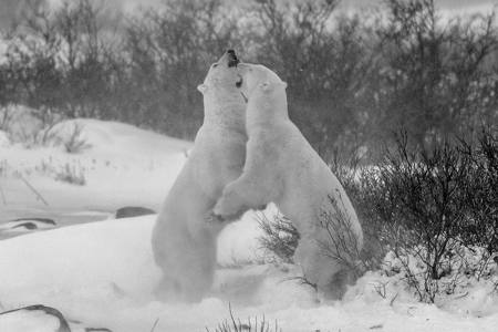 Polar Bear4