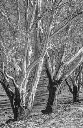 Trio Of Trees
