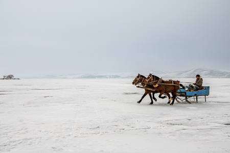 Gallop
