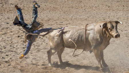 Think The Bull Won.