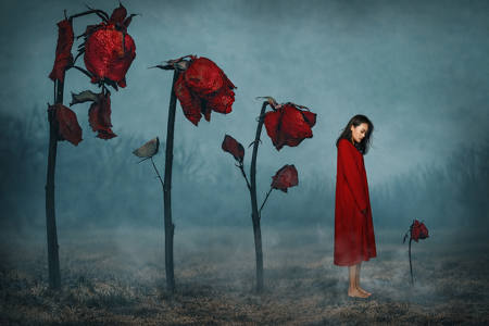 Fading Rose