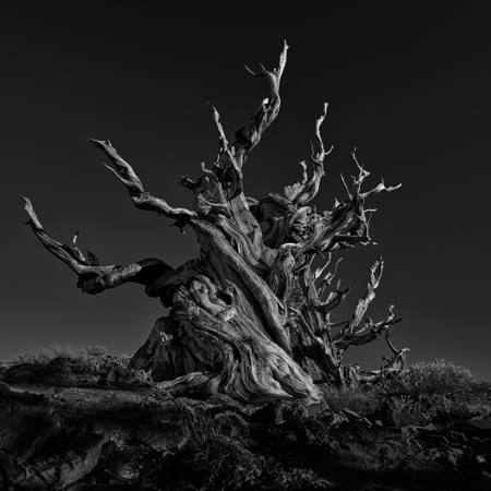 Methuselah