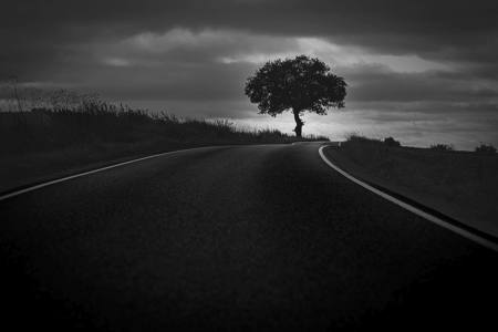 Road. Tree.