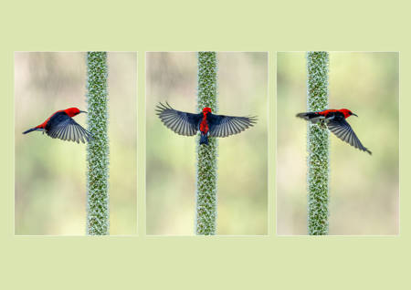 Scarlet Myzomela On Tall Grass Stem