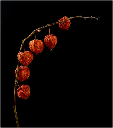 Orange Seed Heads