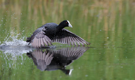 Coot On The Run