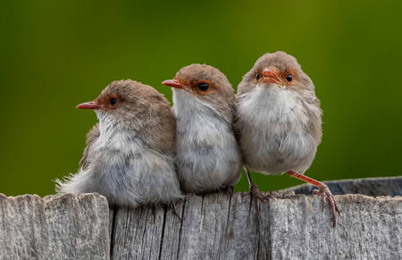 Triplets
