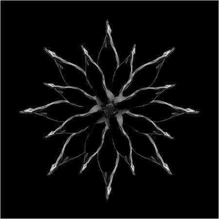 Star Anise