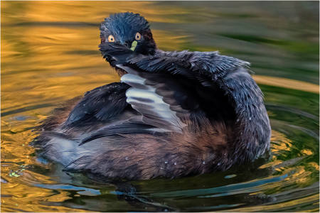 Preening Vigilance