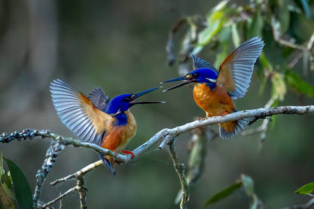 Wings Of Rivalry