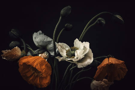 Poppy Power