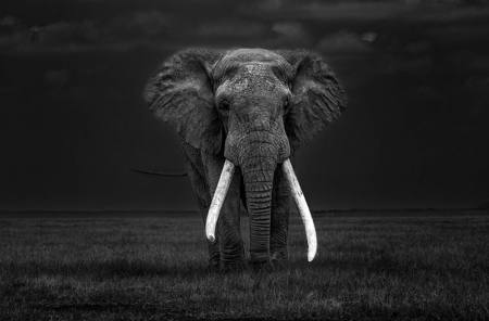 Big Tusker