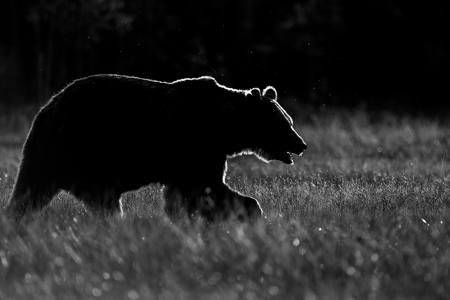 Silouette