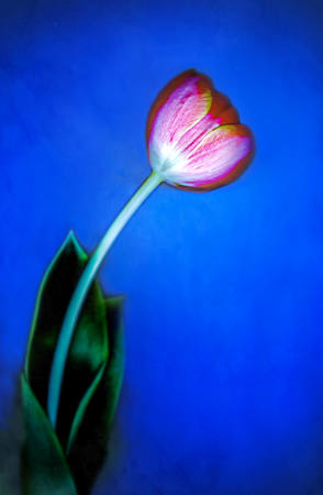 Tulip